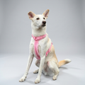 Hundegeschirr-Set Teddy Rosa-0