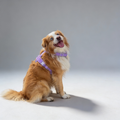Hundegeschirr-Set Teddy Violett-0