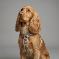 Hundegeschirr Ethnic Vibrance-0