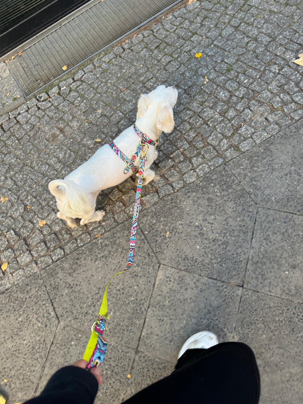 Hundegeschirr Ethnic-Vibrance-1