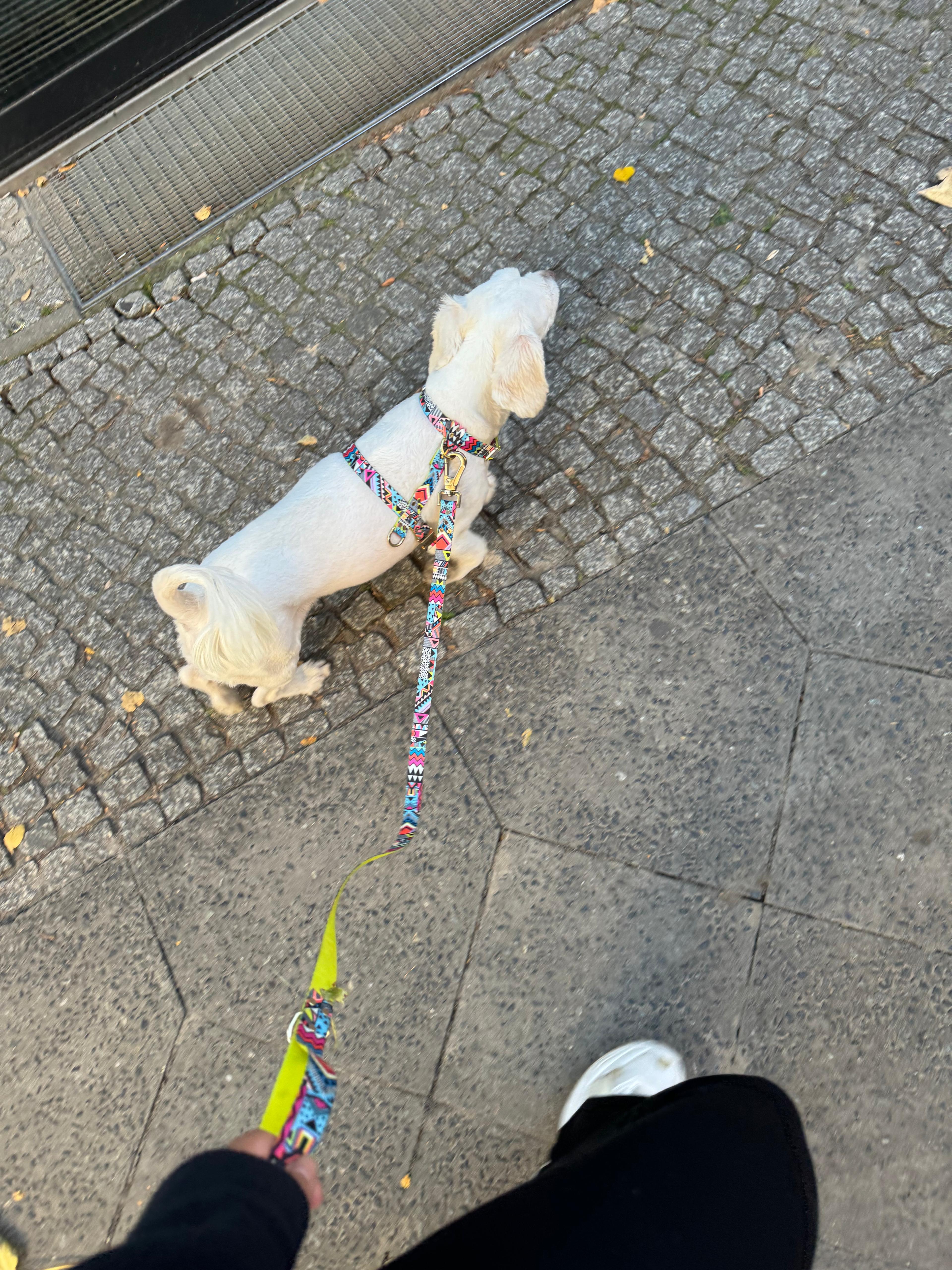 Hundegeschirr Ethnic-Vibrance-1